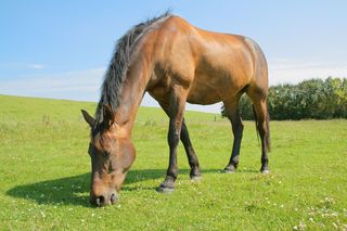 dargestellt ist Pferd auf einer Wiese