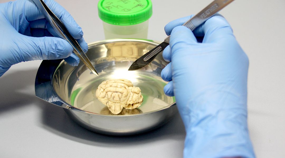 Untersuchung am Katzengehirn im Sinne der Forschungsschwerpunkte des Veterinär-Anatomischen Instituts. Foto: Ines Kupfer 